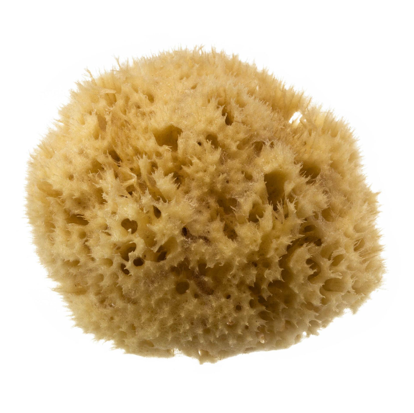 HYDREA LONDON NATURAL HONEYCOMB SEA SPONGE – SIZE 4-4.5″