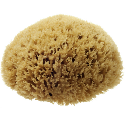 HYDREA LONDON NATURAL HONEYCOMB SEA SPONGE – SIZE 5-5.5″