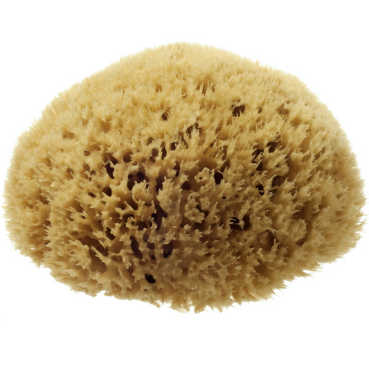 HYDREA LONDON NATURAL HONEYCOMB SEA SPONGE – SIZE 5.5-6″